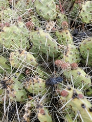 Opuntia × columbiana