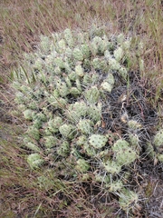 Opuntia × columbiana