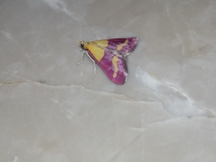 Pyrausta virginalis