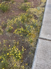 Oncosiphon pilulifer