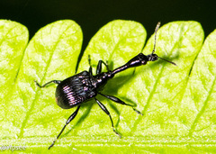 Cycnotrachelodes