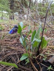 Mertensia longiflora