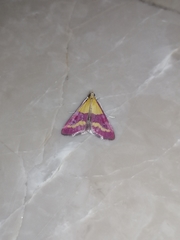 Pyrausta virginalis