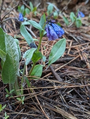 Mertensia longiflora
