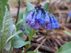 Mertensia longiflora