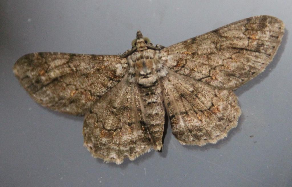 Cleora acaciaria