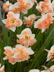 Narcisseae