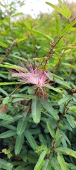 Calliandra selloi
