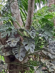 Monstera