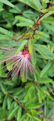 Calliandra selloi