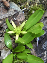 Caltha appendiculata