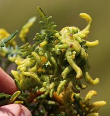 Eriophyes quadrifidus