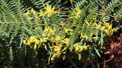 Eriophyes quadrifidus