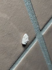 Niphopyralis