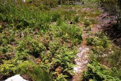 Eriophyes quadrifidus