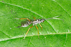 Agonocryptus discoidaloides