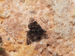 Heliothela