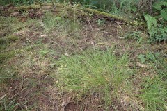 Poa kelloggii