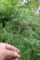 Poa kelloggii