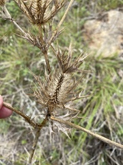 Eryngium leavenworthii