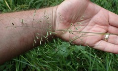 Poa kelloggii