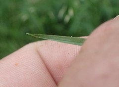 Poa kelloggii
