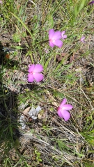 Clarkia gracilis gracilis