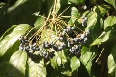 Mackinlaya macrosciadea