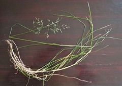 Poa kelloggii