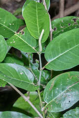 Piper tuberculatum