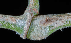 Piper tuberculatum