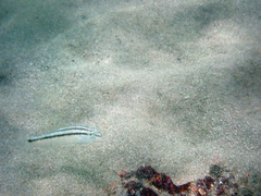 Diplectrum bivittatum