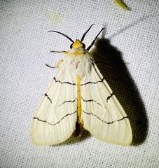 Spilosoma curvilinea