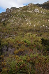 Anthochortus crinalis