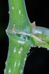 Piper tuberculatum