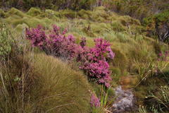 Anthochortus crinalis