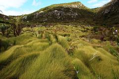 Anthochortus crinalis