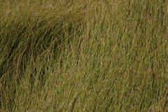 Anthochortus crinalis