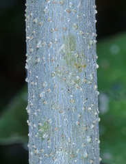Piper tuberculatum