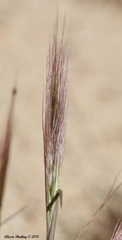 Elymus multisetus