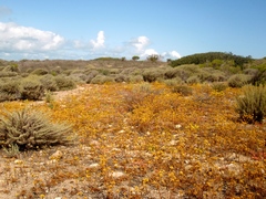 Deinandra fasciculata