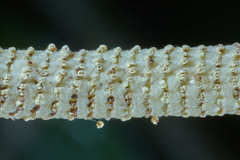 Piper tuberculatum