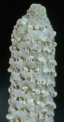 Piper tuberculatum