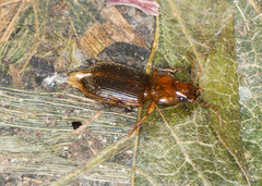 Amphasia interstitialis