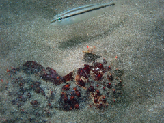 Diplectrum bivittatum