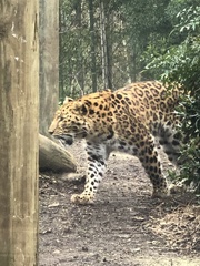 Panthera pardus orientalis