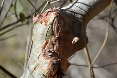 Bursera grandifolia