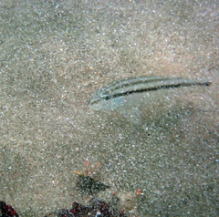 Diplectrum bivittatum