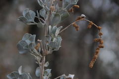 Atriplex nummularia nummularia