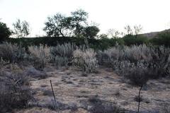 Atriplex nummularia nummularia